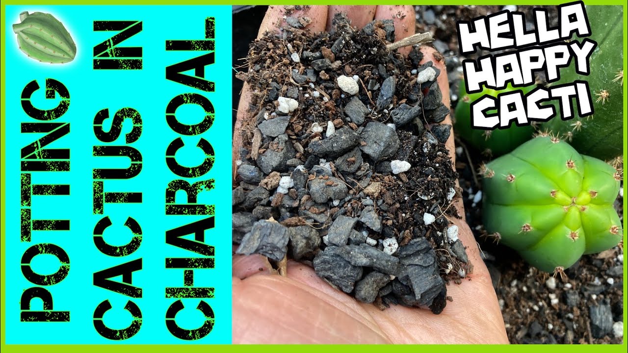 My Favorite SAN PEDRO CACTUS Potting Mix Ingredient, No Comparisons ...