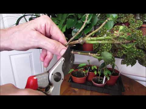 Como podar e tomar estacas de Kalanchoe blossfeldiana