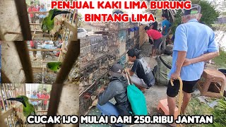 PENJUAL KAKI LIMA BURUNG BINTANG LIMA