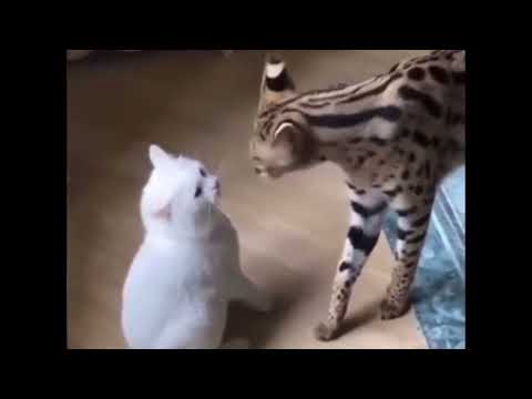 Stay calm wee man