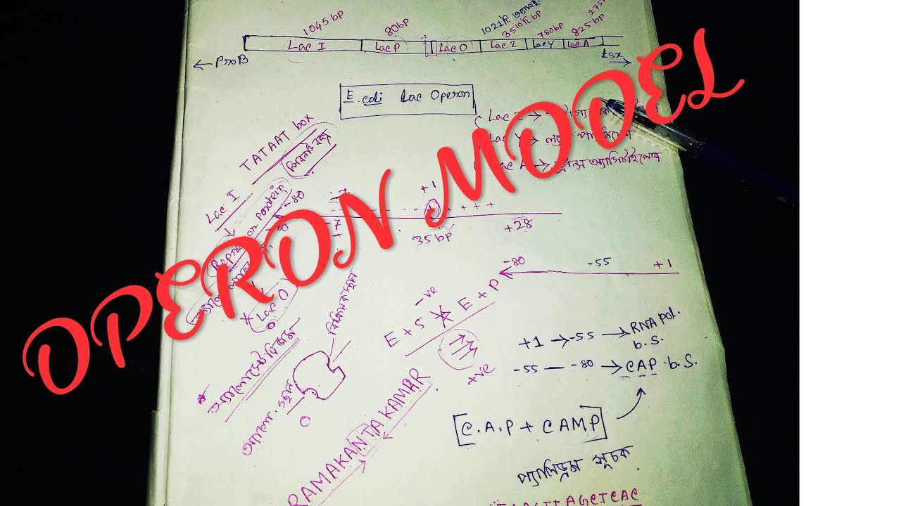 OPERON MODEL (ওপেরন-এর গঠন)____ Lac Operon ___ - YouTube