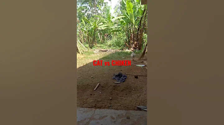 Video 3077741: cat vs chicken, cat chicken funny