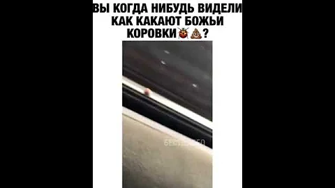 Вы когда нибудь видели как какают божьи коровки ?