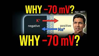 Why Is Resting Membrane Potential –70 mV? | NEET & Class 11 Biology Explained