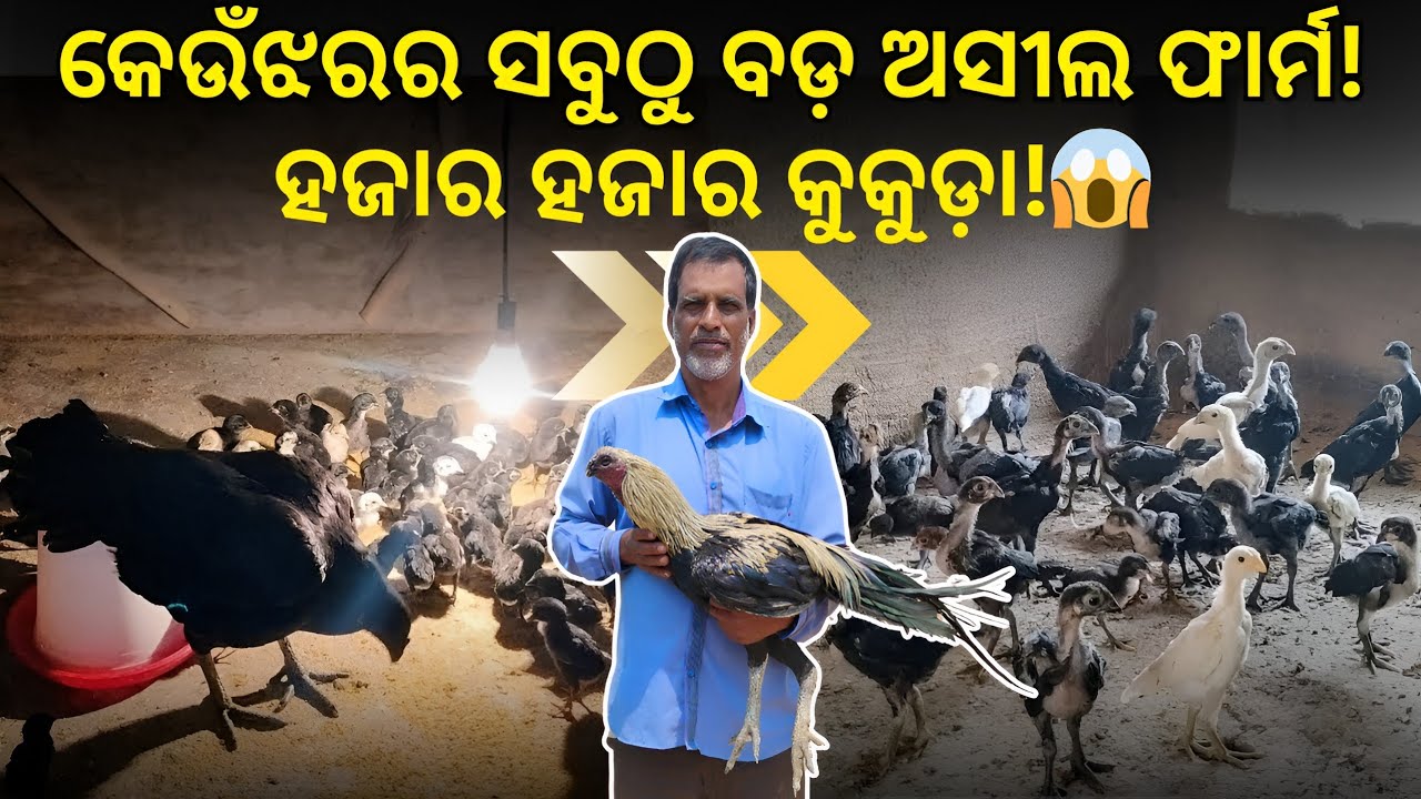 କେଉଁଝରର ସବୁଠୁ ବଡ଼ ଅସୀଲ କୁକୁଡ଼ା ଫାର୍ମ! | 2000+ କୁକୁଡ଼ା, ଦୁର୍ଲଭ ବ୍ରିଡ୍,ଟର୍କି ଏବଂ ଡକ୍ |#susantapetvlogs