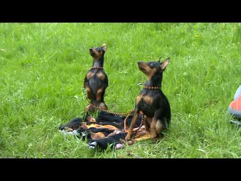 Video: Pinscher Balalarını Necə Bəsləmək Olar