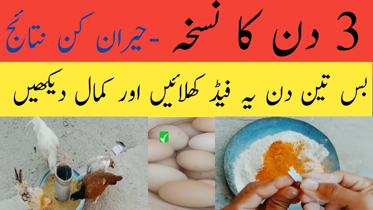 3 Cheapest Winter Tips to Boost Egg Production in Just 3 Days in 2026