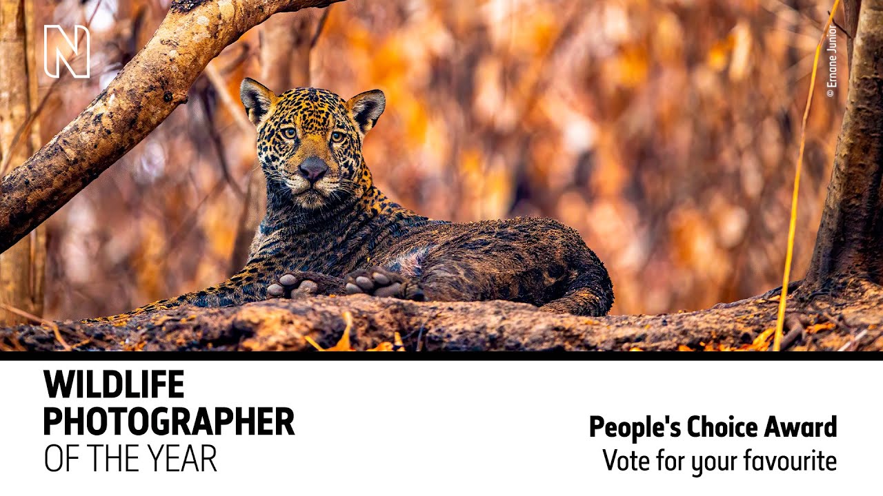 Wildlife Photographer Of The Year 57 People s Choice Award Natural wildlife-photographer-of-the-year-57-people-s-choice-award-natural