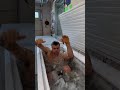 🥶🥶🥶 #icebath #dangerous #satisfyingasmr