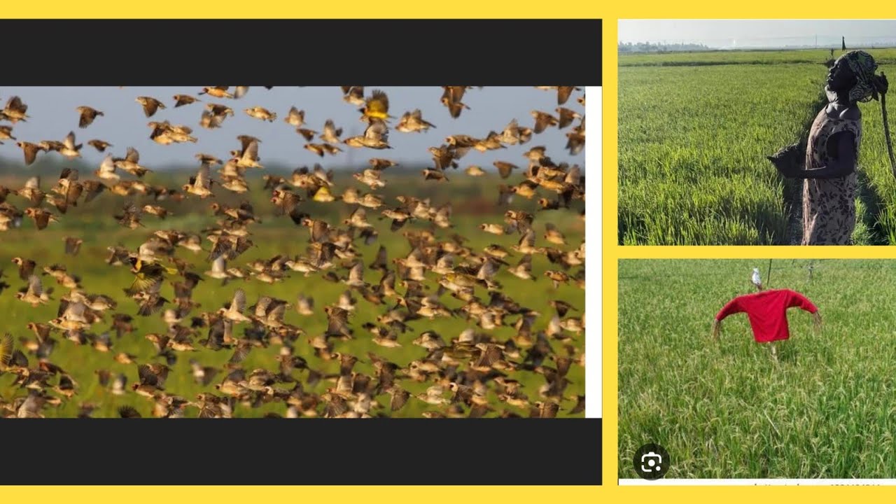 HOW WE DO BIRD CHASING AT OUR RICE FIELDS #subscribe #trending - YouTube