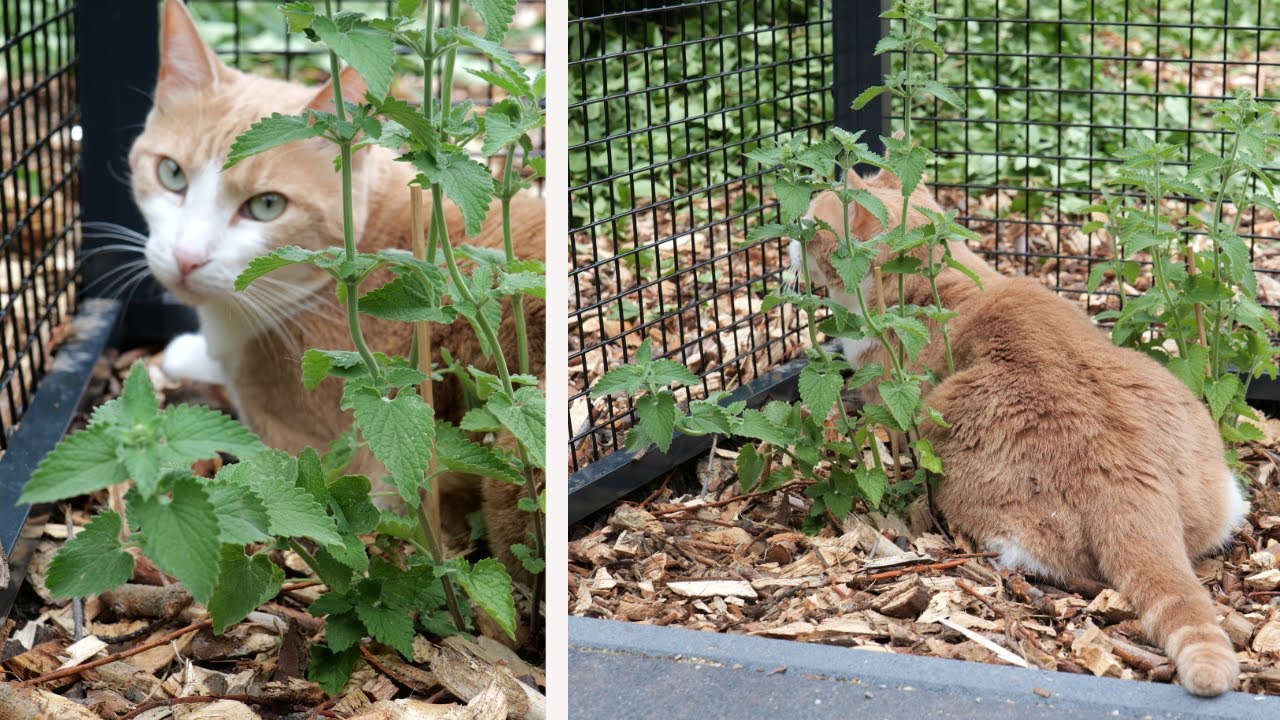 A Small Cat Safe Herb Garden