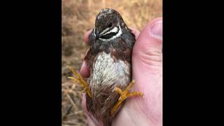 Raising button quail