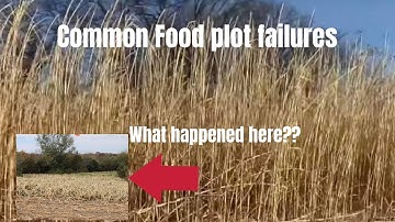 Avoid these 6 deer food plot failures