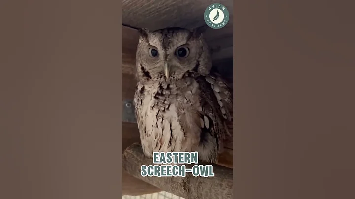 Eastern Screech-Owl - Pure Nature Sounds!
