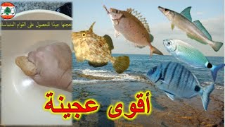 اقوى عجينة صيد، عجينة القريدس بطريقة جديدة مع تماسك ممتاز لصيد السرغوس ومنوري.صيد السمك في لبنان