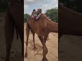 جمل مزين جميل تم بيعه لمالك جديد في الصحاري Shorts Camel Desert Howto جمل مزين جميل تم بيعه لمالك جديد في الصحاري Shorts Camel Desert Howto