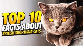 Top 10 Facts About British Shorthair Cats