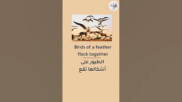 كيف نقول بالانجليزي الطيور على أشكالها تقع عبارات انجليزية انجليزي اللغة انجليزيات 