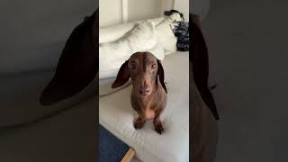 The vet ain’t talking about nothing 😅😅😅 #vet #kendricklamar #dachshund #doglove #doglife
