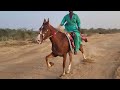 Wha jamku wha  horseofkutchgujarat9416 jamku horseriding sindhi