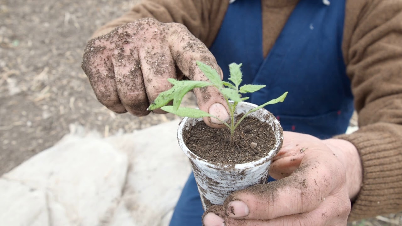 БЪЛГАРСКАТА ГРАДИНАРСКА ТРАДИЦИЯ част 12