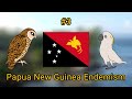 Endemic Animals Of Papua New Guinea.