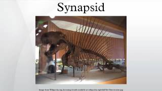 Synapsid