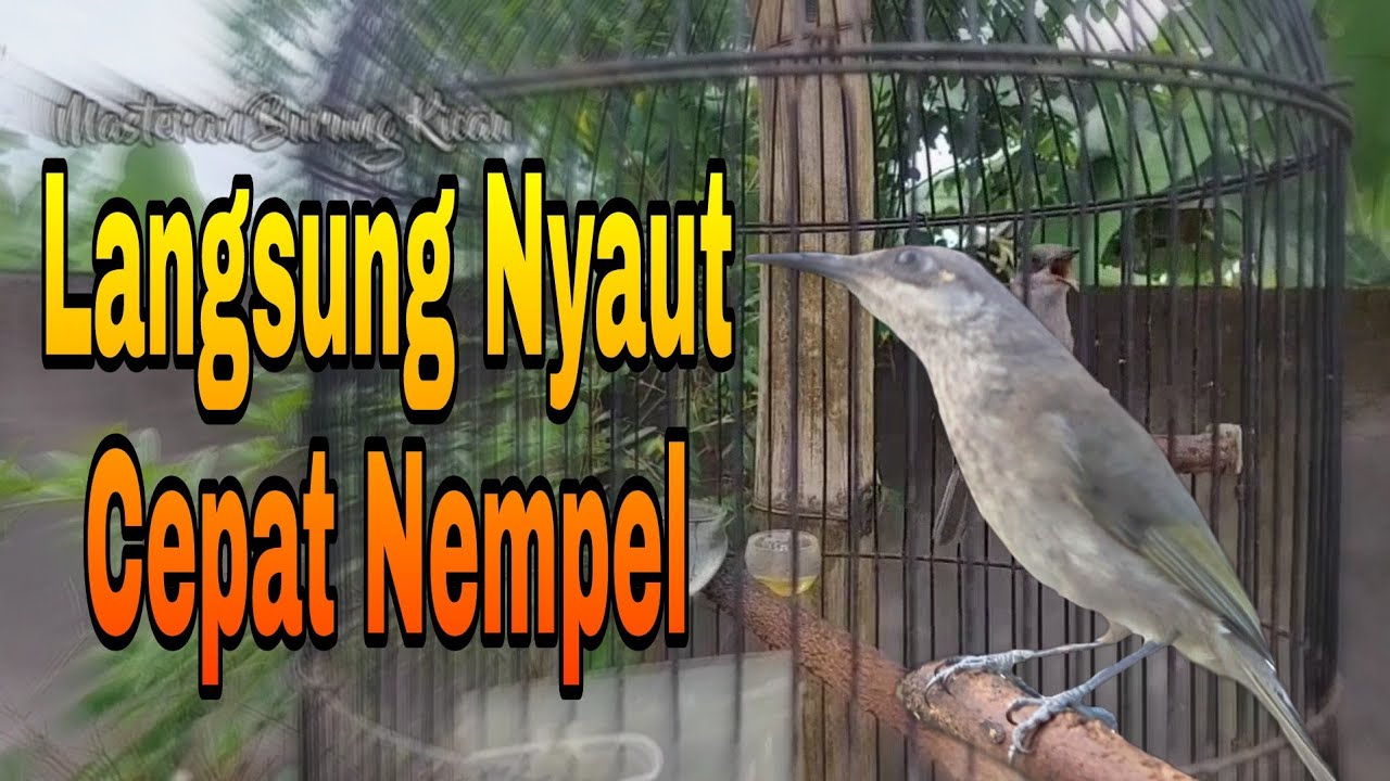 Pancingan Cucak Kombo Malas Bunyi Sekali Dengar Langsung Nyaut Keluarkan Isiannya