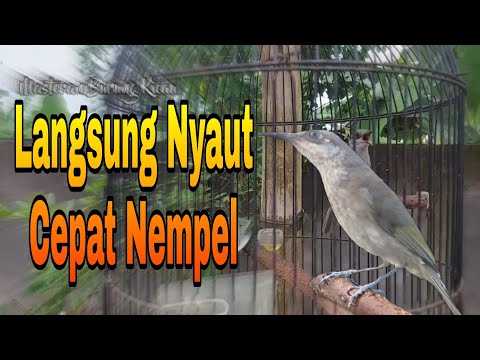 Pancingan Cucak Kombo Malas Bunyi Sekali Dengar Langsung Nyaut Keluarkan Isiannya