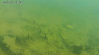ROV Test at a Local Pond