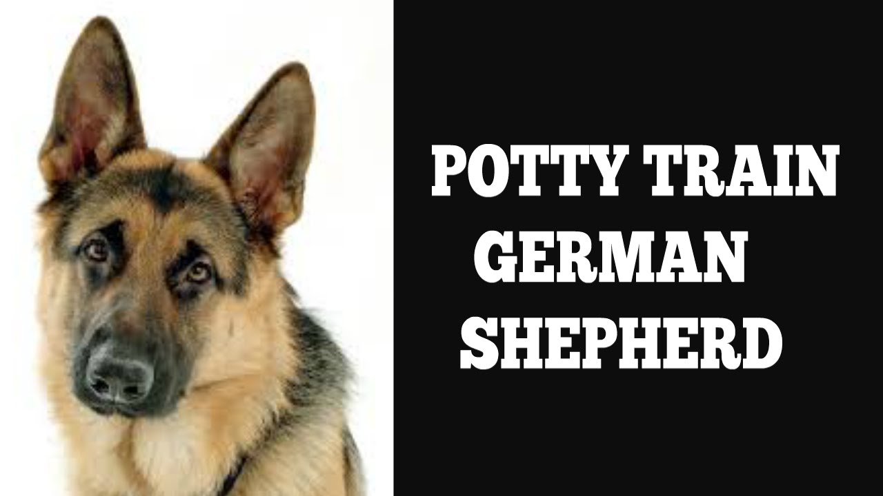 How To Easily House Train German Shepherd - YouTube