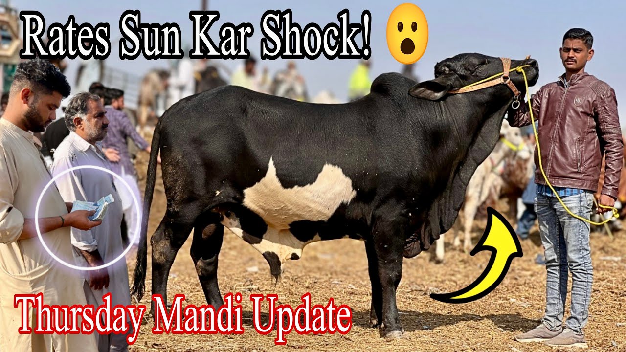 Bhains Colony Mandi Latest Rates Today – 5 February 2026 | Karachi Cow Mandi 🐄📊