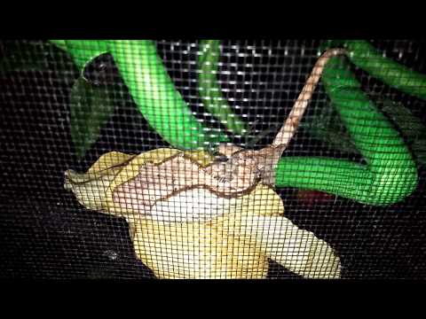 Ball python climbing
