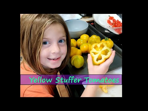 Yellow Stuffer Tomatoes