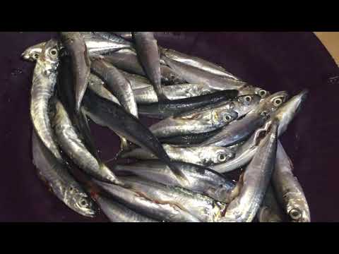 Video: Cara Memasak Ikan Kecil