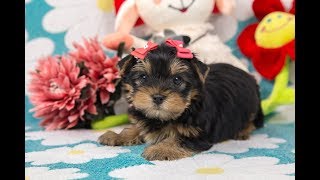 Щенок йорка / питомник йорков / купить щенка / купить йорка / йорки Щенок йорка / питомник йорков / купить щенка / купить йорка / йорки