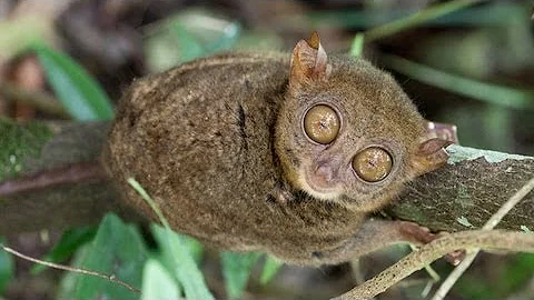 Tarsier at Bohol Island, Philippines