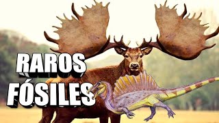 Conoce a los "raros" entre los FÓSILES #Spinosaurio #Megaloceros #Miracinonyx screenshot 2
