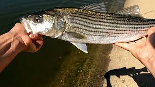 BIG Striped Bass from the California Aqueduct | Striper Fishing | California Aqueduct Fishing