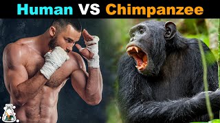 How Strong is a Chimpanzee Compared to a Human?