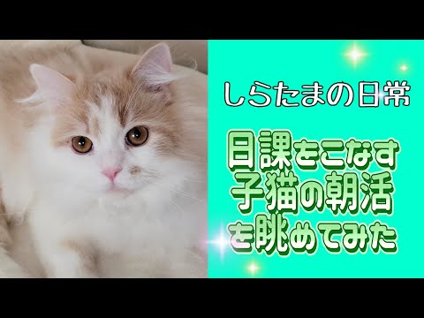 しらたまの日常！朝は決まってこのスタイル#ラガマフィン #猫動画 #cat #子猫