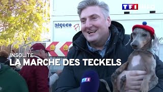 La marche des teckels