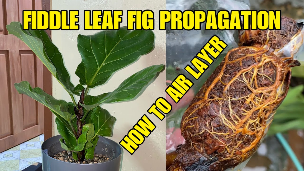 HOW TO PROPAGATE A FIDDLE LEAF FIG | AIR LAYERING