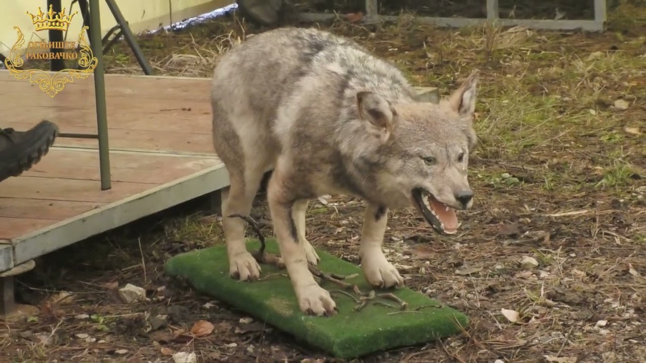 ŠVERCOVANA GRAĐA - TANJA MILOŠEVIĆ - HAJKA NA VUKA NA OZRENU 1.3.2025. LD ''FAZAN'' DOBOJ