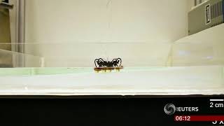 Cockroach robot walks on water (USA) - BBC News - 6th October 2018