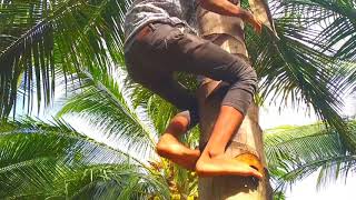 Azab nyuri kelapa orang