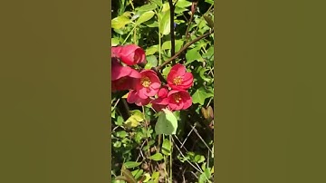 A peaceful Brimstone butterfly