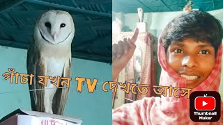 লক্ষী পেঁচা আমাদের বাড়িতে আসলো ।। hop hop the owl।। for kids।।videos for kids।।