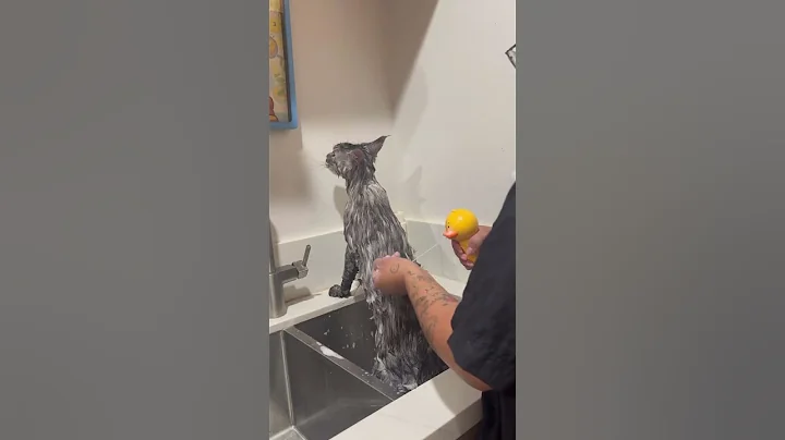 Video 11859801: mainecoon cat grooming