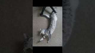#paratodoelmundo #hermoso #cat #soydelos7mil
